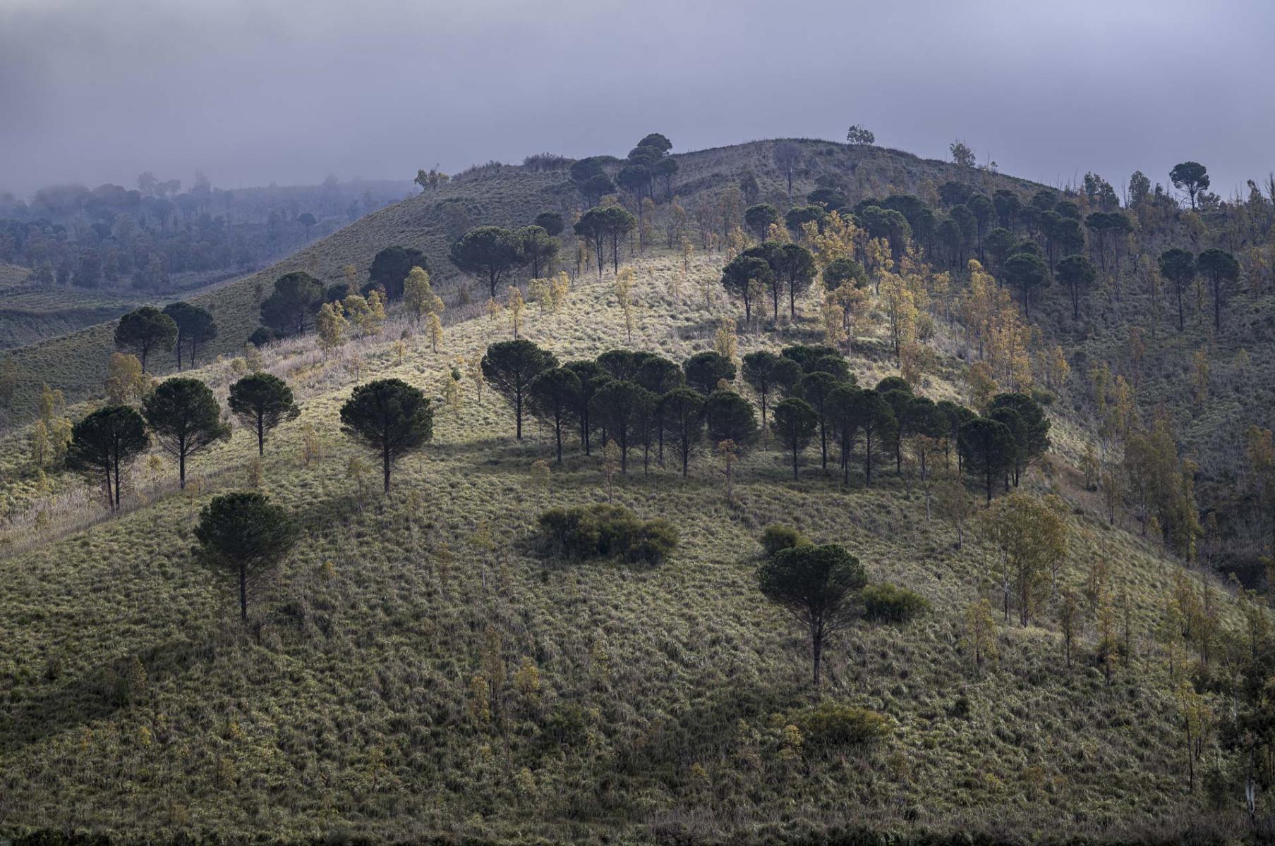  : Sicilian Diary : Richard Dweck